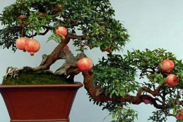 盆栽石榴怎样才能开花结果,要每月追施一次肥料