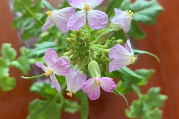 萝卜尚未长大就开花的原因,可能是品种差异、温度过低、没有覆膜等因素造成