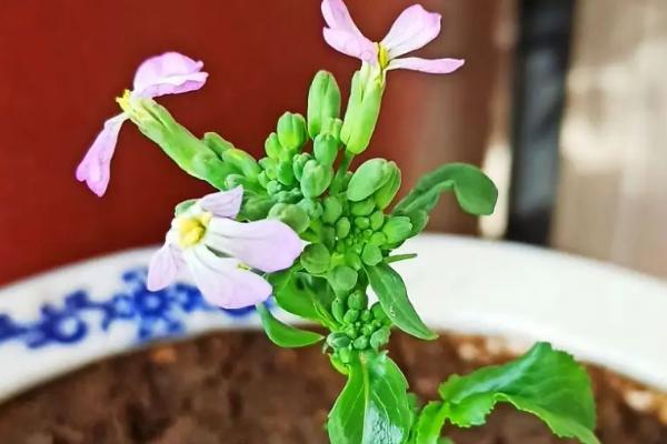 萝卜尚未长大就开花的原因,可能是品种差异、温度过低、没有覆膜等因素造成