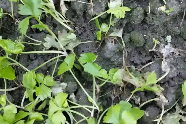 萝卜尚未长大就开花的原因,可能是品种差异、温度过低、没有覆膜等因素造成