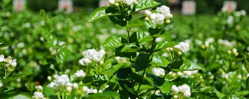 喜酸的花卉有哪些，茉莉花、米兰、山茶花等都喜酸