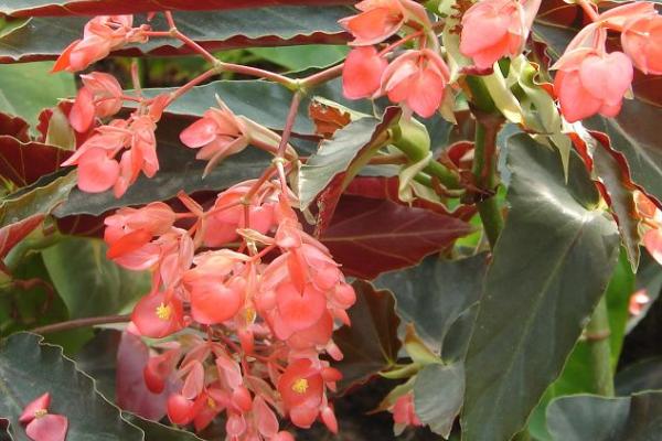 喜酸的花卉有哪些,茉莉花、米兰、山茶花等都喜酸