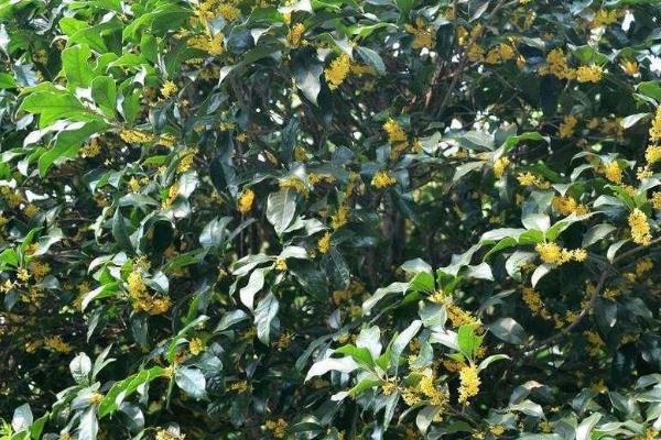 桂花夏天怎么养,要做好遮蔽措施