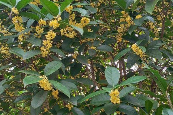 桂花夏天怎么养,要做好遮蔽措施