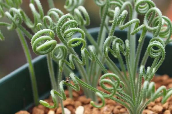 弹簧草发黄怎么办，要防止烈日暴晒