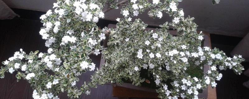 六月雪的养殖条件，不可在阳光下暴晒