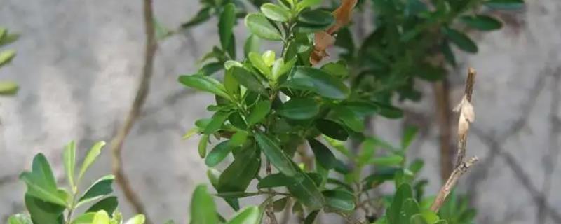 匙形叶子的植物，可能是匙叶黄杨、匙叶猪笼草或匙叶鼠麹草