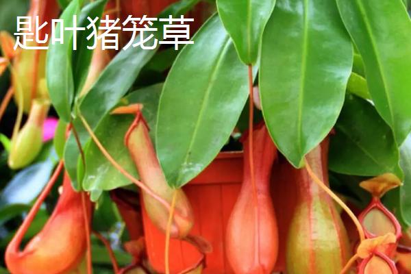 匙形叶子的植物，可能是匙叶黄杨、匙叶猪笼草或匙叶鼠麹草