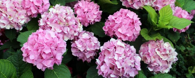 绣球有什么寓意及象征,寓意希望、象征浪漫与美满