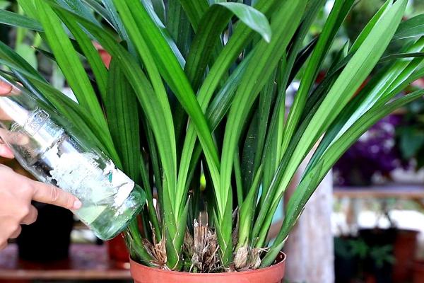 春天兰花怎么养，注意控制好兰花的生长温度