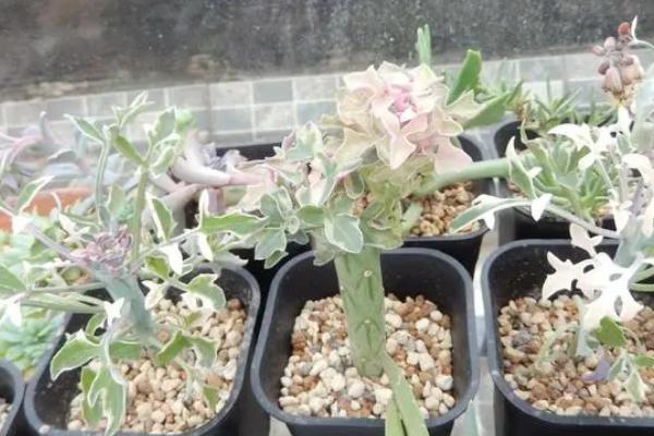 七宝树锦怎么浇水，等到土壤变干的时候方可浇水