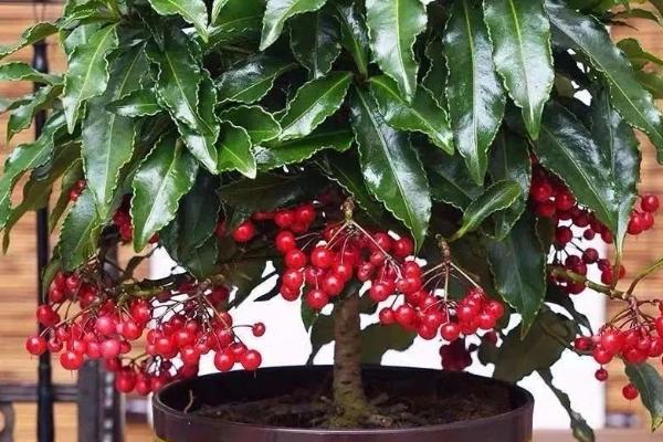 黄金万两摆放在哪里好，可放置在客厅、厨房或财位上