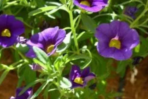 百万小玲和牵牛花的区别，百万小玲属于茄科、牵牛花属于旋花科