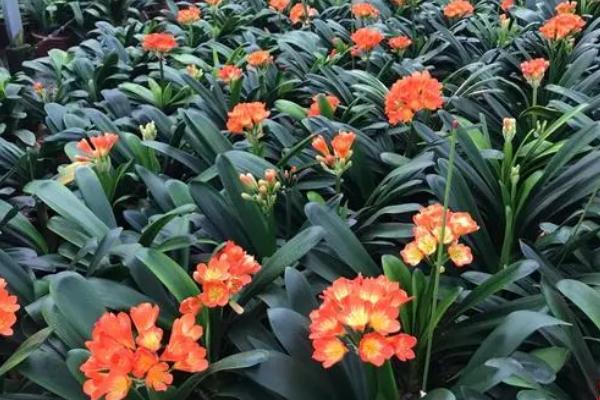 君子兰如何用叶子生根，选择叶片底部带有假鳞茎的叶片进行扦插