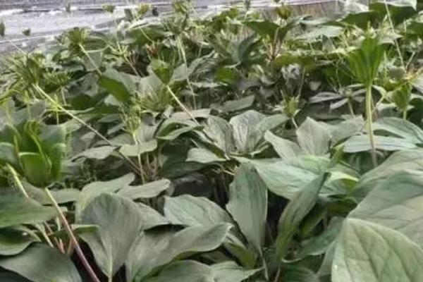 七叶一枝花多少钱一斤，价格在200-300元一斤