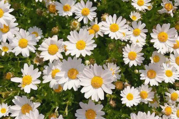 雏菊的寓意，寓意快乐、纯洁等