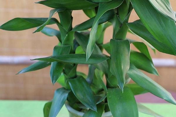 富贵竹的养殖方法,要选择瘦长的花盆