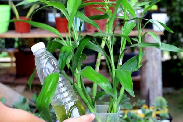 富贵竹的养殖方法,要选择瘦长的花盆