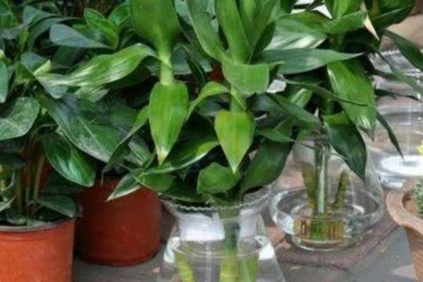 富贵竹的养殖方法,要选择瘦长的花盆