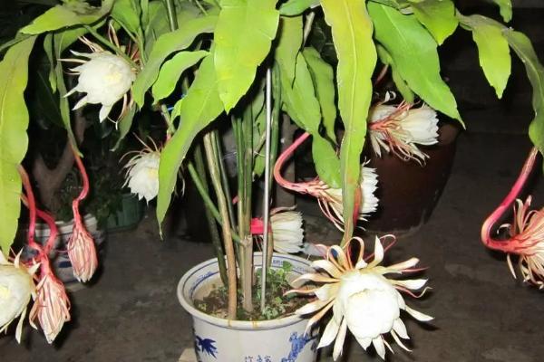 昙花气根是怎么回事，光照不足或湿度过大等导致的