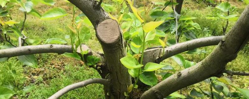 梨树的嫁接时间和技术，春天嫁接为佳