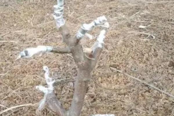 梨树的嫁接时间和技术,春天嫁接为佳