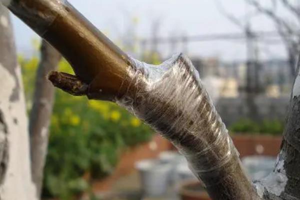 梨树的嫁接时间和技术,春天嫁接为佳