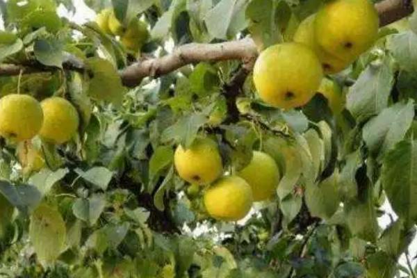 梨树的嫁接时间和技术,春天嫁接为佳