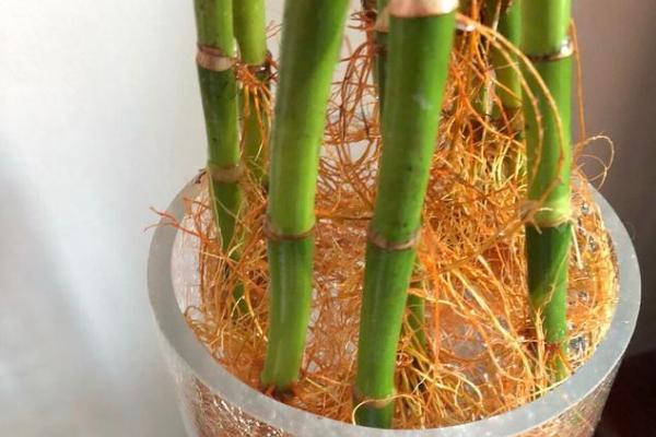 富贵竹生根后的换水间隔期,每个月换水两次