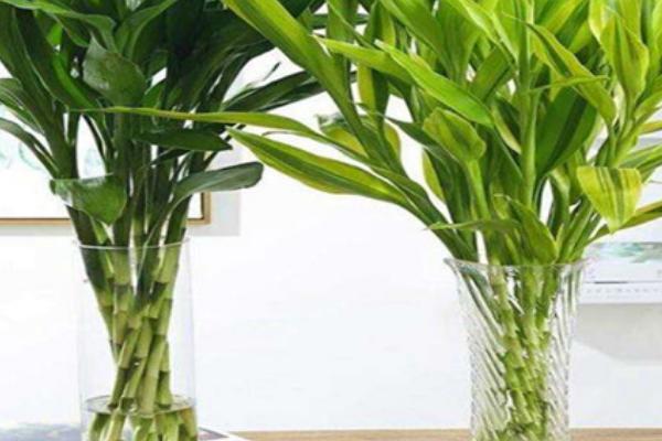 富贵竹生根后的换水间隔期,每个月换水两次