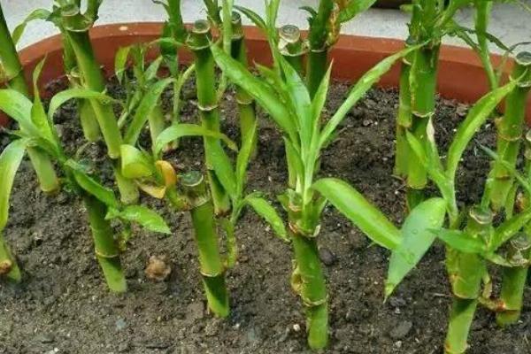 富贵竹生根后的换水间隔期,每个月换水两次