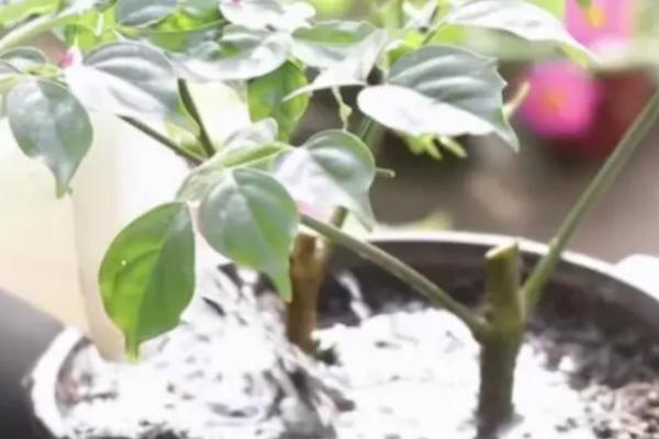 幸福树的扦插方法,最好在3-4月进行