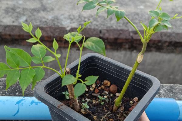 幸福树的扦插方法,最好在3-4月进行