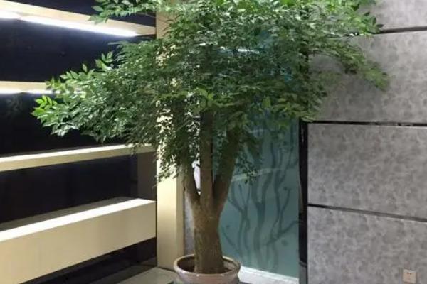 幸福树的扦插方法,最好在3-4月进行