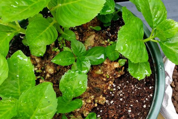 绣球花配土比例,不同配土比例的作用不同