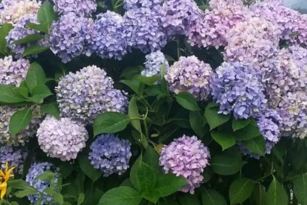 绣球花配土比例,不同配土比例的作用不同