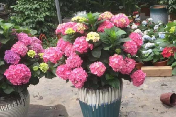 绣球花配土比例,不同配土比例的作用不同