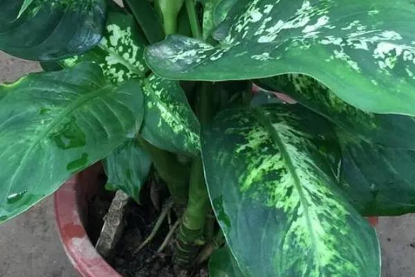 银皇后如何修剪，最好使用轻剪法