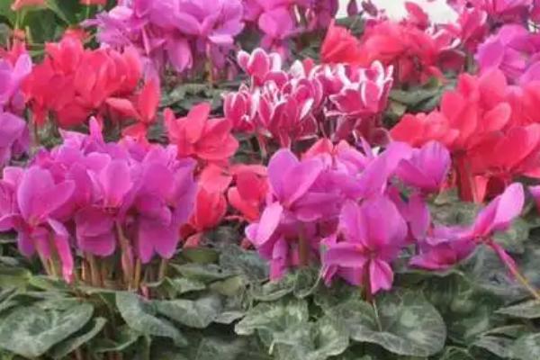 仙客来可以晒太阳吗，可以但不能暴晒