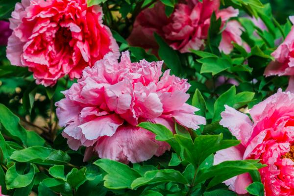 牡丹花有什么特点,花朵单生在枝顶且花色丰富