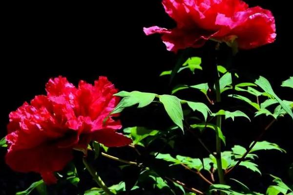 牡丹花有什么特点,花朵单生在枝顶且花色丰富