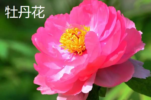 牡丹花有什么特点,花朵单生在枝顶且花色丰富