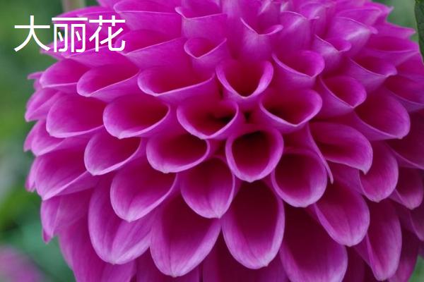 牡丹花有什么特点,花朵单生在枝顶且花色丰富