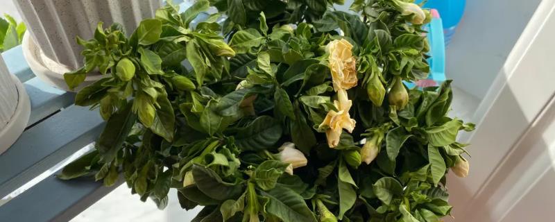 栀子花叶子蔫了的原因，可能是浇水不当或施肥不当导致的