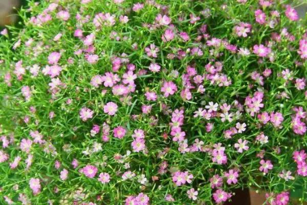 满天星用什么水浇好，可以选择淘米水