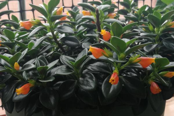 金鱼吊兰一年四季开吗，养护得当便可一年四季开花