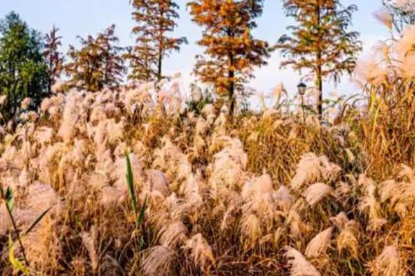 芦根是什么植物的根,是芦苇的根