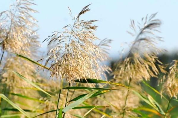 芦根是什么植物的根,是芦苇的根