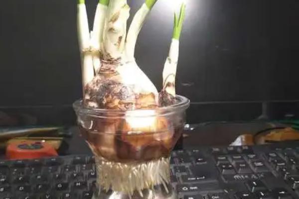 水仙球根的花语,寓意甜蜜爱情、纯洁善良等