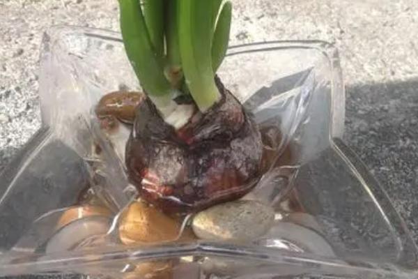 水仙球根的花语,寓意甜蜜爱情、纯洁善良等